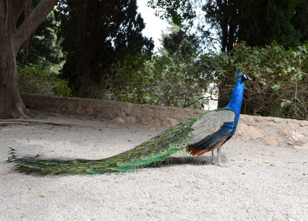 Peacock in the fortress of Cartagena.のeditorial素材