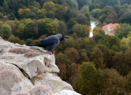 European jackdaw (Corvus monedula / Coloeus monedula) in Vilnius. Lithuania.