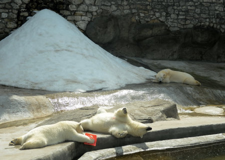 Polar bears in the Moscow Zooのeditorial素材