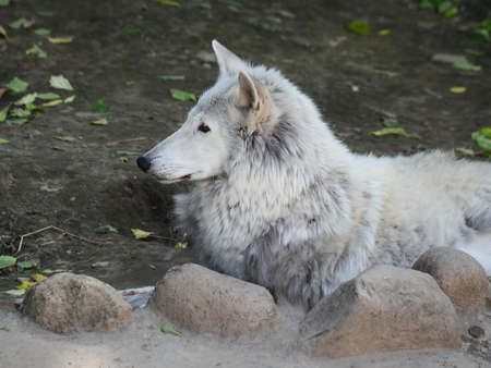 tundra wolfの写真素材