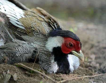 Ordinary pheasant closeup