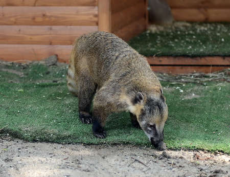 Ordinary (South American) nose.の写真素材