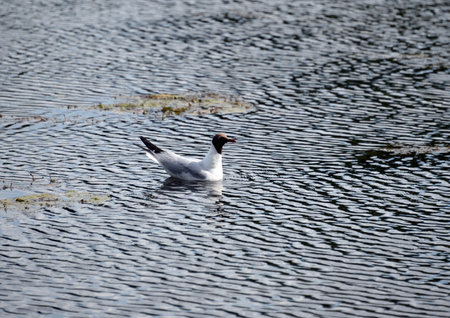 Gulls on the Kuzminky pond in the natural-historical park "Kuzminki-Lyublino"のeditorial素材