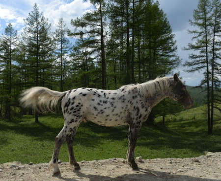 Horses in the mountains of Altai. Western Siberia. Russiaの写真素材