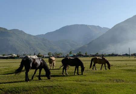 Horses on the outskirts of the village of Aktash in the Altai Republicの写真素材