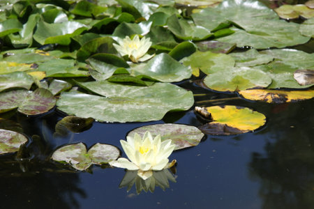 Blooming water lilies in the alhambra gardenのeditorial素材