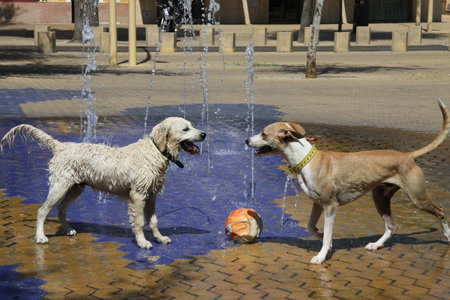 Dogs on the street in Sevilleのeditorial素材