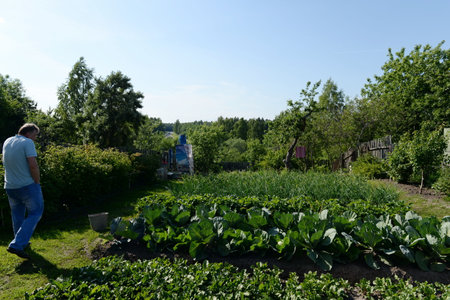 The man in the gardenのeditorial素材