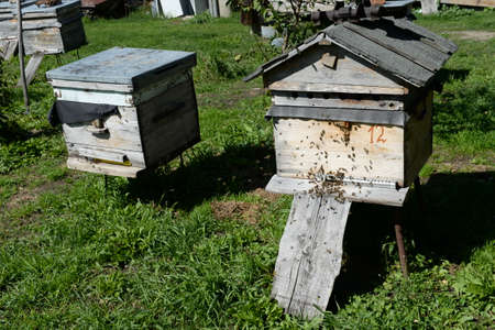 Bee hives in the apiary in the mountain village Generalka Altai territory