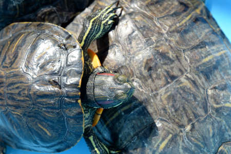 The red-eared turtle in the pond