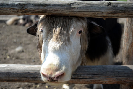 Yak at the Ostrich Ranch contact zoo in Barnaulのeditorial素材