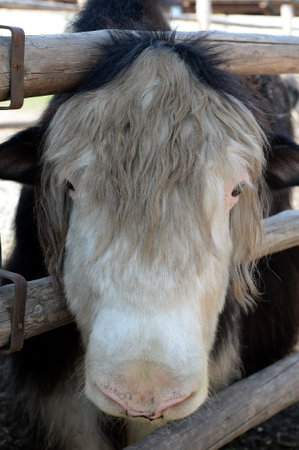 Yak at the Ostrich Ranch contact zoo in Barnaulのeditorial素材