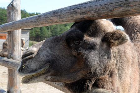 Bactrian camels at the Ostrich Ranch contact zoo in Barnaulのeditorial素材