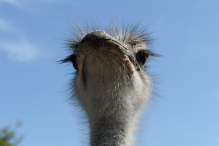 African ostriches on an ostrich farmのeditorial素材