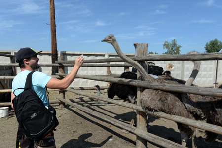 Unknown tourist feeds African ostriches at the Ostrich Ranch contact zoo in Barnaulのeditorial素材