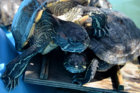 The red-eared turtle in the pondのeditorial素材