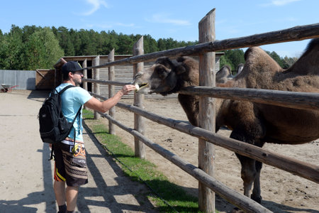 Unknown tourist feeds a two-humped camel at the Ostrich Ranch contact zoo in Barnaulのeditorial素材