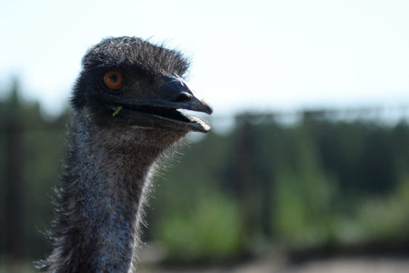Australian Emu Ostrich at the Ostrich Ranch Contact Zoo in Barnaulのeditorial素材
