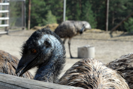 Australian Emu Ostrich at the Ostrich Ranch Contact Zoo in Barnaulのeditorial素材