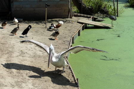 Birds at the Ostrich Ranch Contact Zoo in Barnaulのeditorial素材