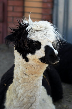 Alpaca at the Ostrich Ranch Contact Zoo in Barnaulのeditorial素材