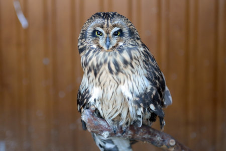 Long-eared owl in a contact zooのeditorial素材