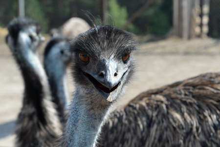 Australian Emu Ostrich at the Ostrich Ranch Contact Zoo in Barnaul