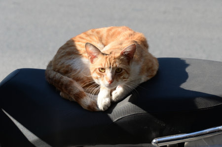 Homeless red cat basks on a scooter seat on the street of Istanbulのeditorial素材