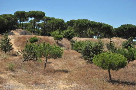 Doana national Park in Andalusia, Spain.のeditorial素材