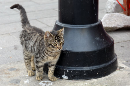 Homeless gray kitten on the street of Istanbulのeditorial素材