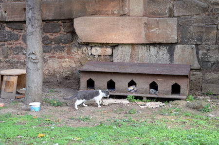 A house for homeless cats in the city's Fatih district. Istanbul. Turkeyのeditorial素材