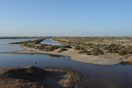 Swampy area of Salinas y Arenales de San Pedro del Pinatar. Spainのeditorial素材