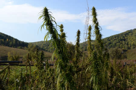 Cannabis thickets in the south of Western Siberia. Russia