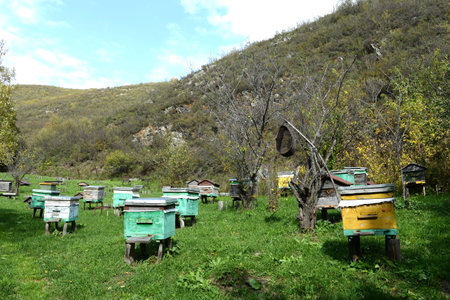 Bee hives in an apiary in the village of Charyshskoye, Altai Kraiのeditorial素材