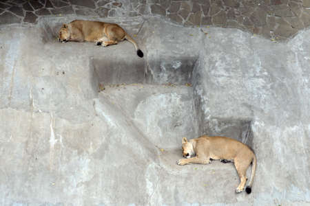 Sleeping lionesses in the Moscow Zooのeditorial素材