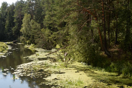 The Nerl River in the Yaroslavl region. Russiaの写真素材