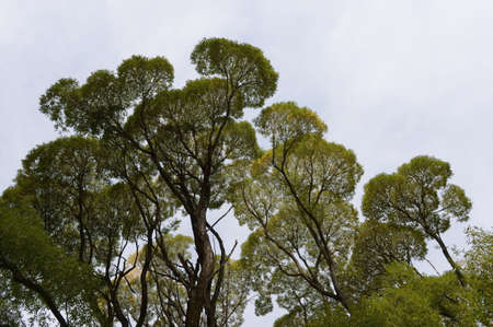 Arboretum of the MA Lisavenko Research Institute of Horticulture of Siberia of the Siberian Branch...