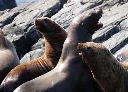 Sea lions on the Kekur stones Five Fingers in the Peter the Great Bay of the Sea of Japanの写真素材