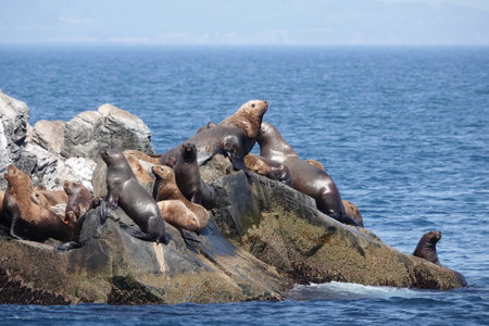 Sea lions on the Kekur stones Five Fingers in the Peter the Great Bay of the Sea of Japanの写真素材
