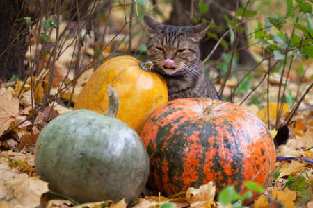 Big cat with orange eyes on the picnic in the autumn parkの写真素材