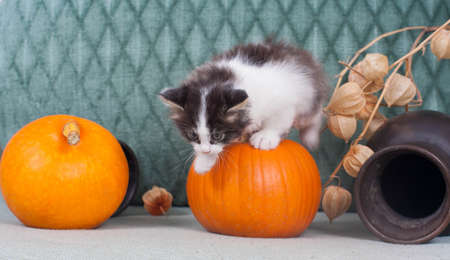 Little Halloween kitten with pumpkinsの写真素材
