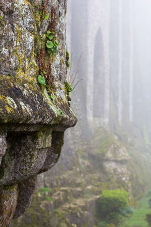 Landscape of the green garden in the mistの写真素材
