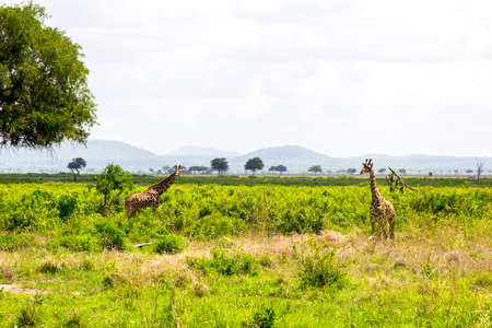 Two giraffes in the grassの写真素材