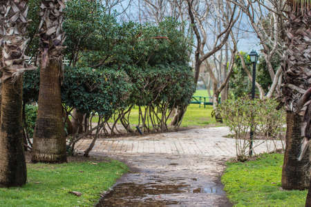 Small road after the rain with tropical greenery