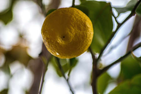 Green lemon tree with yellow juicy lemonsの写真素材