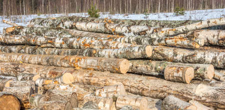Big bunch of birch logs turning into firewood