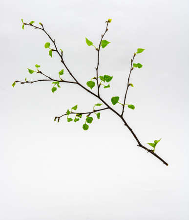 Birch twig with the blossoming leaves on a white background  の写真素材