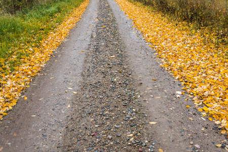 Autumn dirt road lined with bright yellow leaves.の写真素材