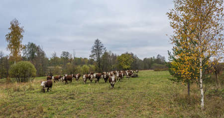 Large herd of cows on the grazing quiet autumn evening.の写真素材
