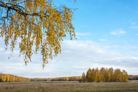 In the sky a large branch with yellow leaves. Away an autumn forest in the decoration of yellow leaves.の写真素材
